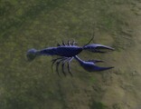 Astacid