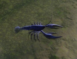 A crayfish on Dire Marsh.
