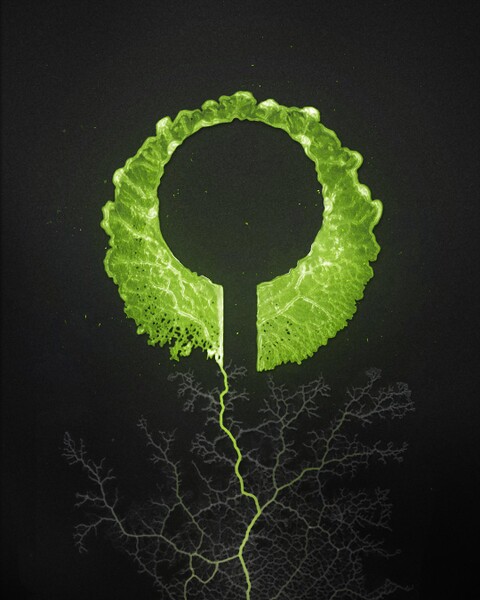 File:Marathon SlimeLogo.jpg