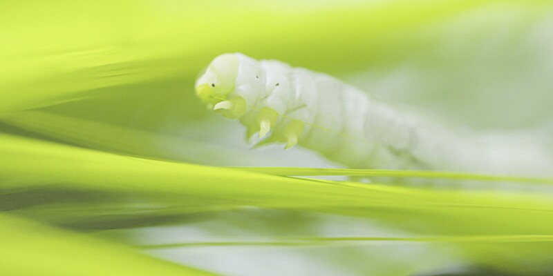 File:Cross WEAVEworm.jpg